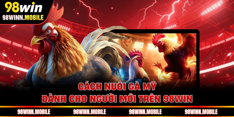 Cách nuôi gà Mỹ dành cho người mới trên 98WIN 