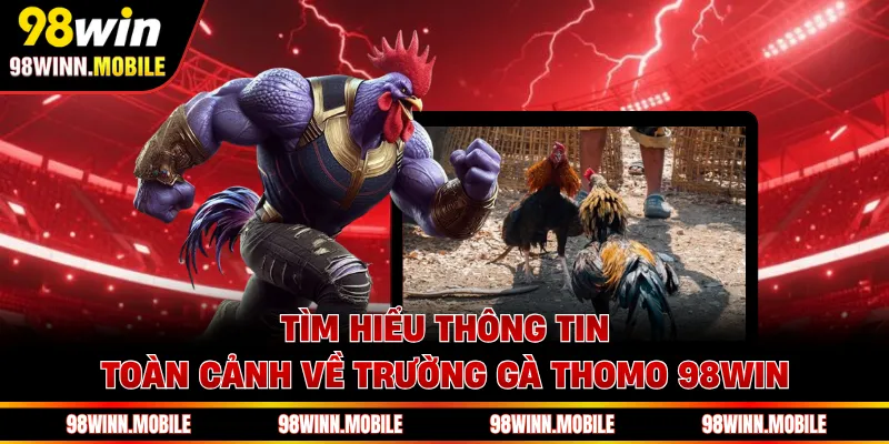 Tìm hiểu thông tin toàn cảnh về trường gà Thomo 98WIN