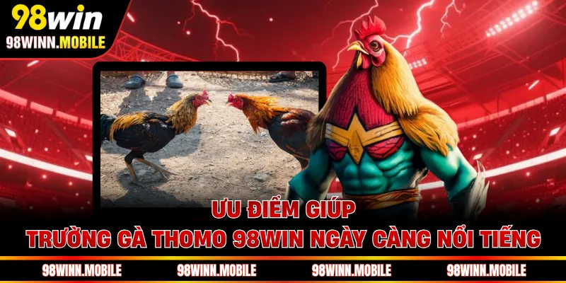 Ưu điểm giúp trường gà Thomo 98WIN ngày càng nổi tiếng
